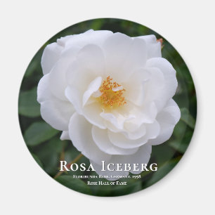 Rosa Iceberg Magnet