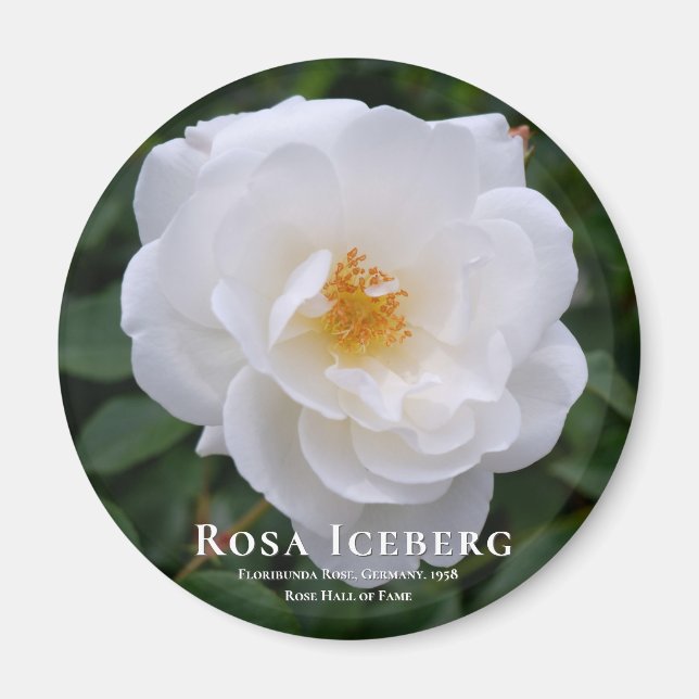 Rosa Iceberg Magnet (Vorne)