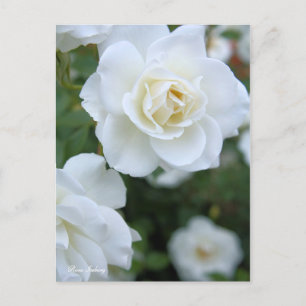 Rosa Iceberg [Postkarte] Postkarte