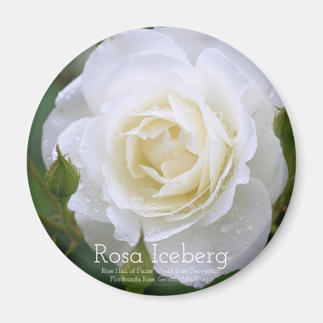 Rosa Iceberg：Round Magnet (Vorne)