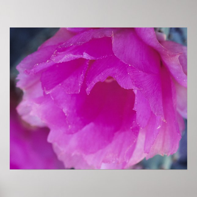 Rosa Igel Kaktus Blüte (Echinocereus Poster (Vorne)