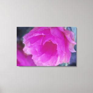 Rosa Igel Kaktusblüte (Echinocereus) Leinwanddruck