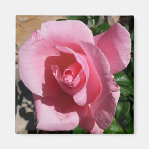 Rosa III Garten Blumen Magnet