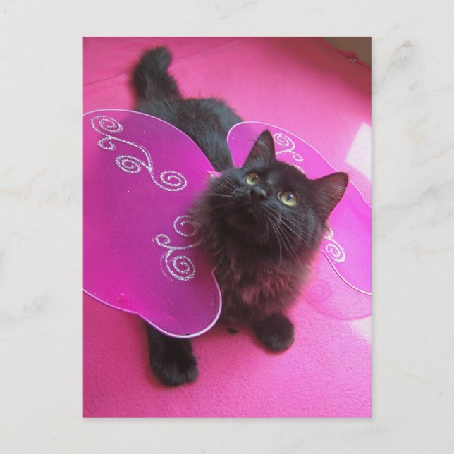 Rosa in Purrty Postkarte (Vorderseite)