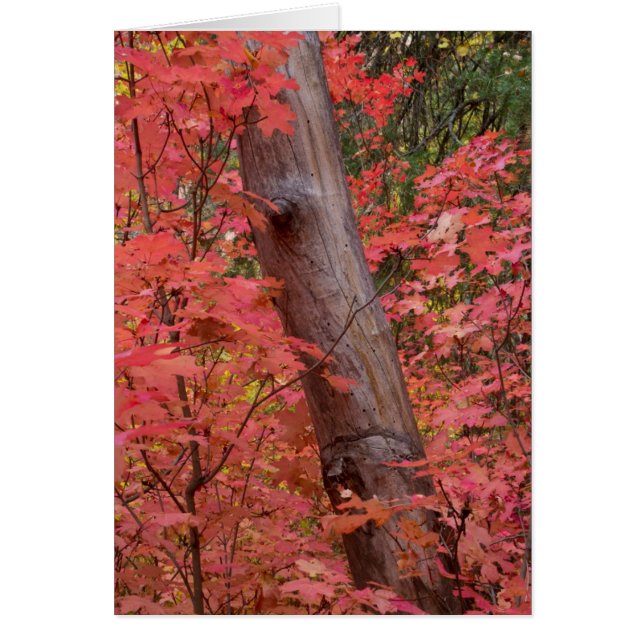 Rosa in Sedona (Vorne)