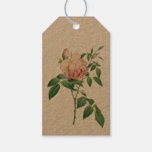 Rosa indica dugrans botanische Abbildung Geschenkanhänger