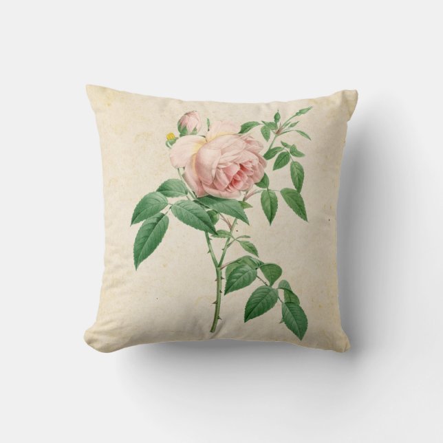 Rosa indica dugrans botanische Abbildung Kissen (Vorderseite)