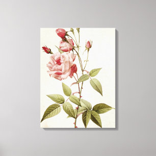 Rosa-Indica gemeines, von 'Les Rosen Leinwanddruck