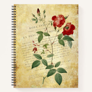 Rosa Indica im Vintagen Stil Notizbuch