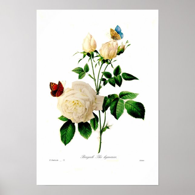 Rosa indica poster (Vorne)