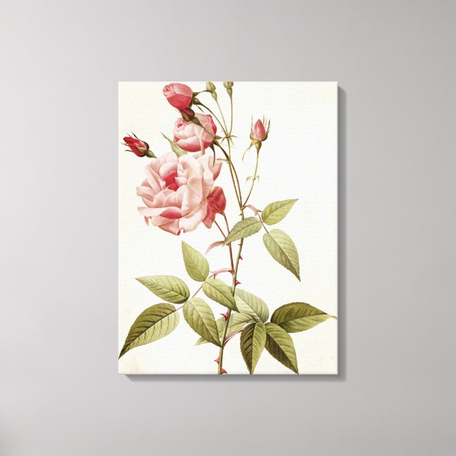 Rosa Indica Vulgaris, von 'Les Rose Leinwanddruck (Vorderseite)