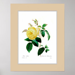 Rosa Indica, Zollgrenze Poster