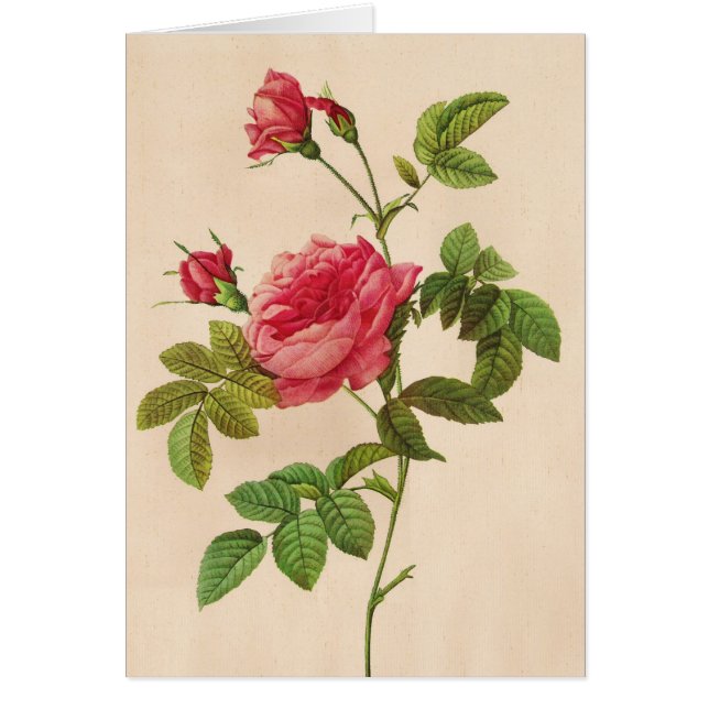 Rosa Inermis, Pierre Joseph Redouté (Vorne)
