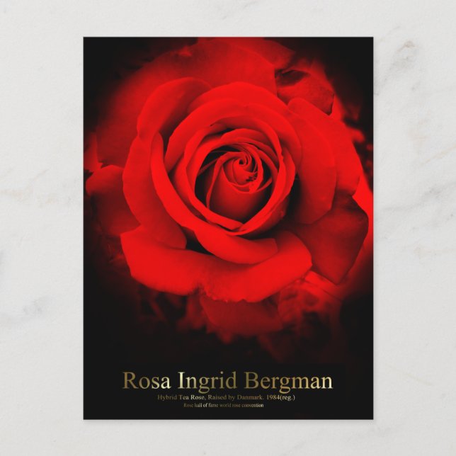 Rosa Ingrid Bergman:Postcard Postkarte (Vorderseite)