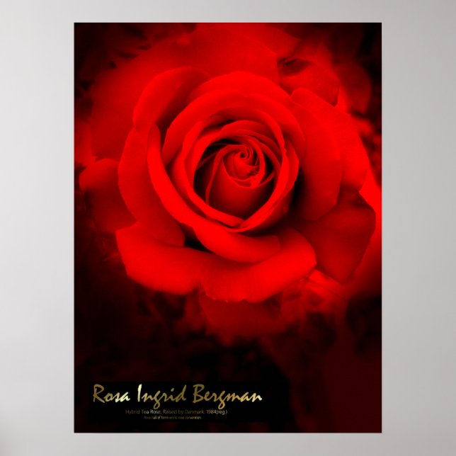 Rosa Ingrid Bergman:Poster Poster (Vorne)