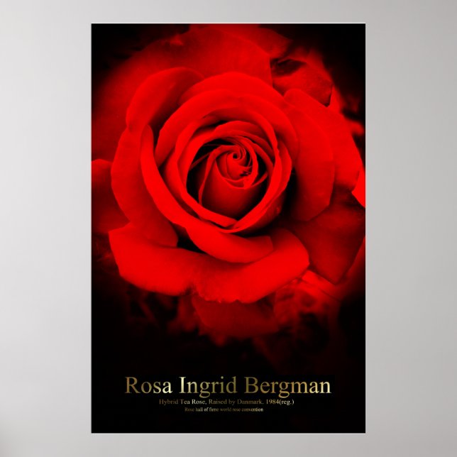 Rosa Ingrid Bergman:Poster Poster (Vorne)
