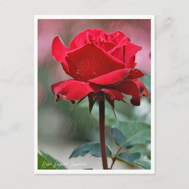 Rosa Ingrid Bergman Postkarte (Vorderseite)