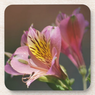 Rosa Inka-Lilien-Blumen und -bedeutung Untersetzer