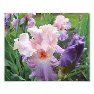Rosa Iris 10"" Druck des Foto-x8