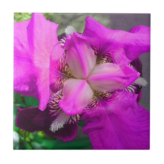 Rosa Iris Blume Tile Fliese (Vorderseite)