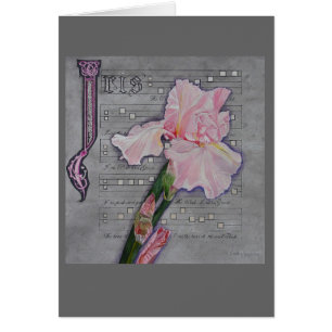 Rosa Iris-Manuskript