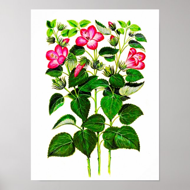 Rosa italienische Hibiskus-Blume, Vintag Poster (Vorne)
