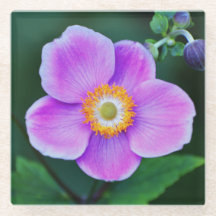Rosa japanische Anemone Floral