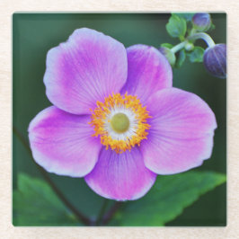 Rosa japanische Anemone Floral Glasuntersetzer