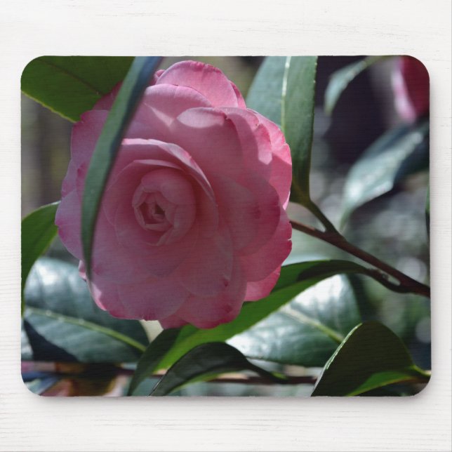 Rosa japanische Kamelie Mousepad (Vorne)