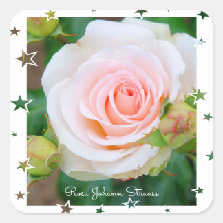 Rosa Johann Strauss [Square Seal] Quadratischer Aufkleber