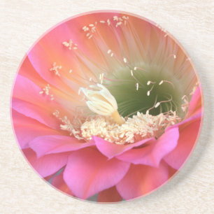 Rosa Kakteen-Blume in der Wüste Getränkeuntersetzer