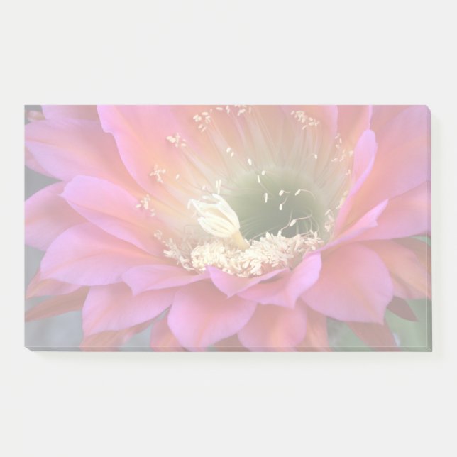 Rosa Kakteen-Blume in der Wüste Post-it Klebezettel (Vorderseite)