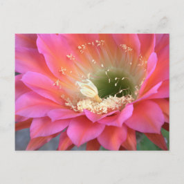 Rosa Kakteen-Blume in der Wüste Postkarte