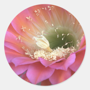 Rosa Kakteen-Blume in der Wüste Runder Aufkleber