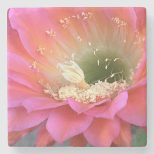 Rosa Kakteen-Blume in der Wüste Steinuntersetzer
