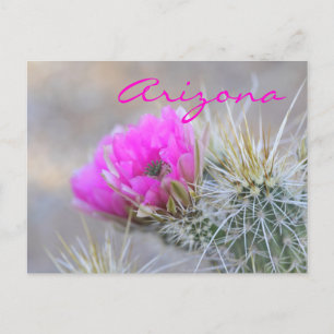 Rosa Kakteen Blüte Arizona Postkarte
