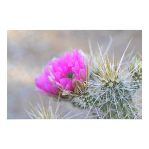 Rosa Kakteen Blüten Fotodruck