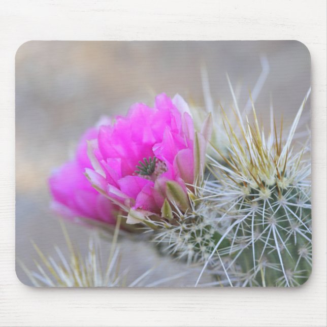 Rosa Kakteen Blüten Mousepad (Vorne)