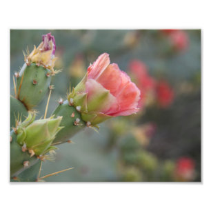 Rosa Kaktus Blume beginnt zu blühen Fotodruck