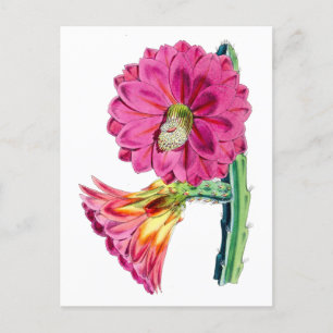 Rosa Kaktus Blume Vintag Botanische Postkarte