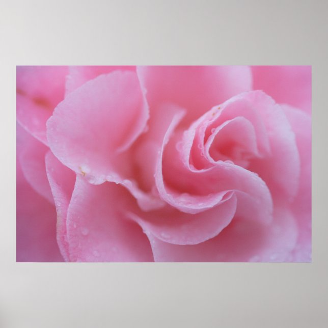 Rosa Kamelie Poster (Vorne)