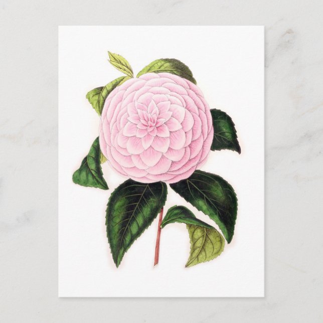 Rosa Kamelie Postkarte (Vorderseite)