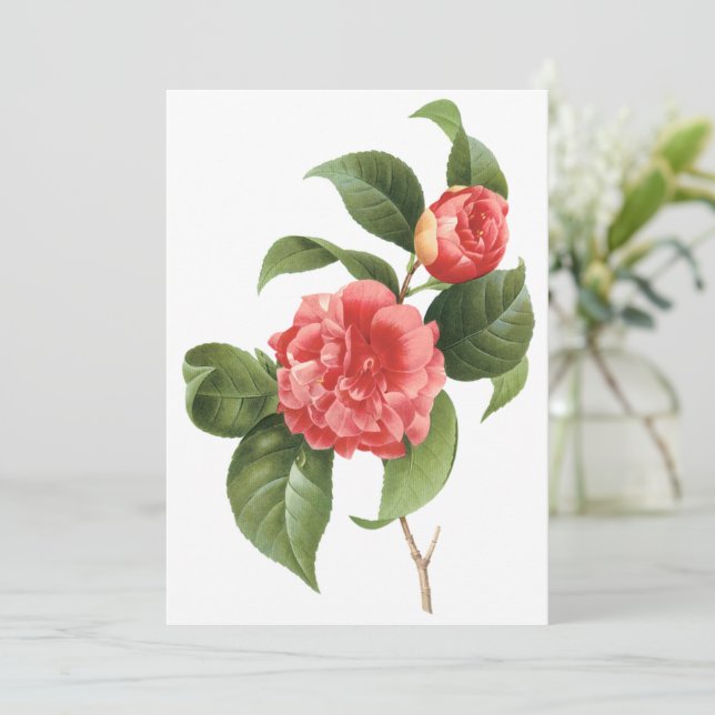 Rosa Kamelien Blume von Redoute Einladung (Stehend Vorderseite)