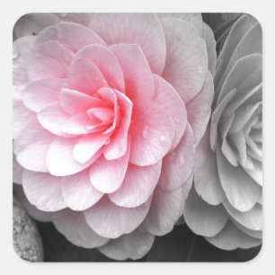 Rosa Kamelien-Fotografie Quadratischer Aufkleber