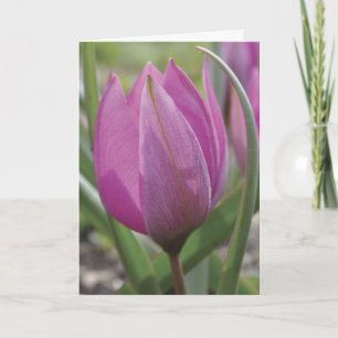 Rosa Karte Tulpe Mutter Tages