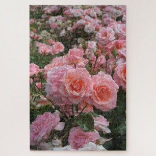 Rosa ‘Kate Sheppard’ Rose