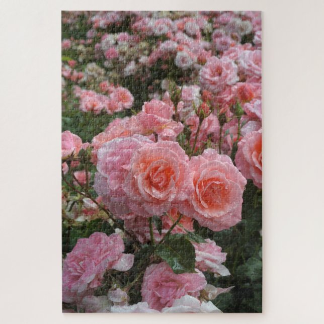 Rosa ‘Kate Sheppard’ Rose (Vertikal)