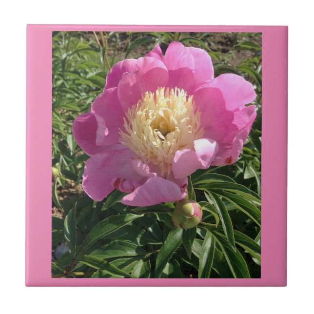 Rosa Keramik Tile Fliese (Vorderseite)