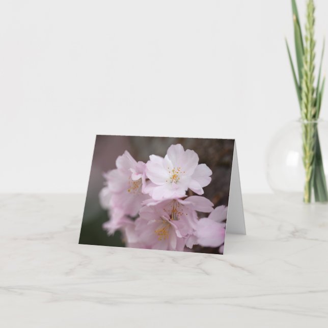 Rosa Kirschblüten Dankeskarte (Vorderseite)