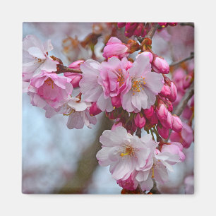 Rosa Kirschblüten Magnet